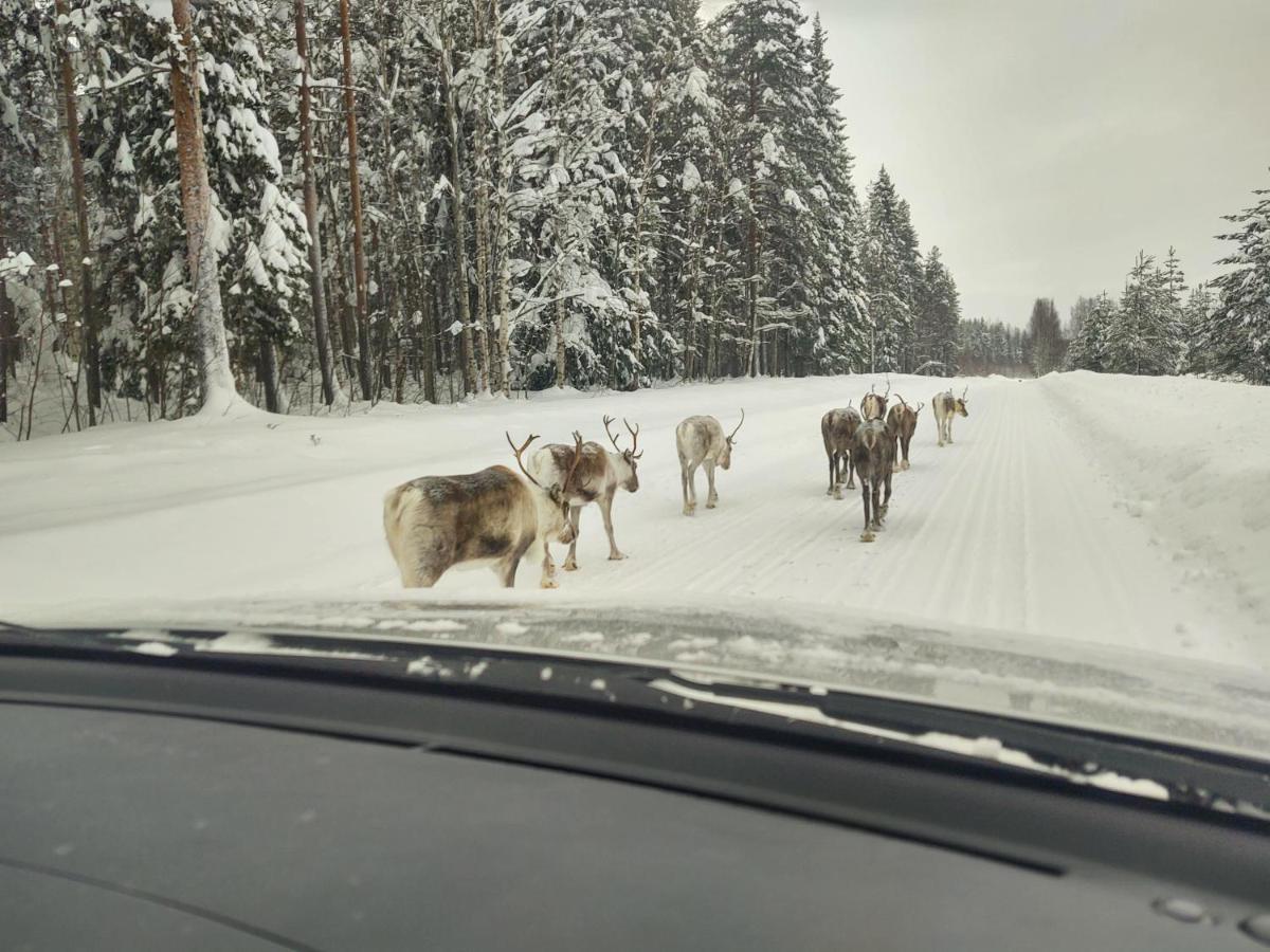 Lagomhuset - A Peaceful Holiday In Swedish Lapland Vidsel Kültér fotó